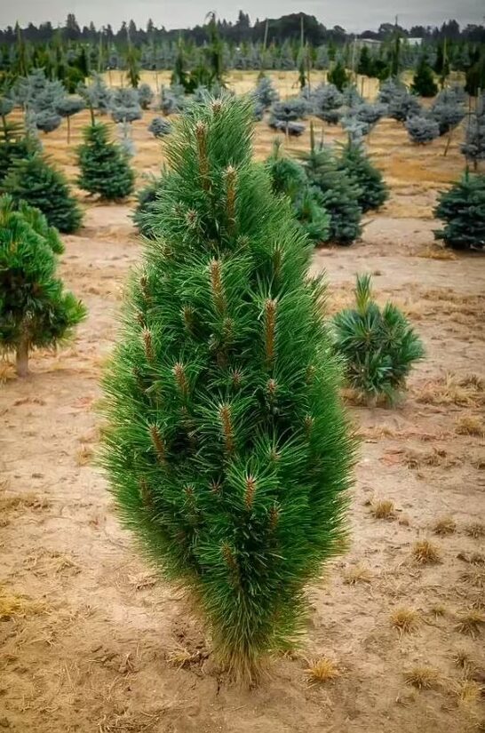 Melnā priede Pinus nigra 'Green Tower'